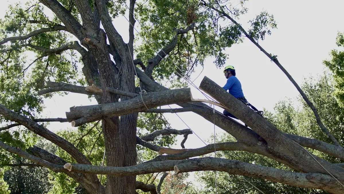 Professional Hazardous Tree Removal performed by certified arborists in Laura