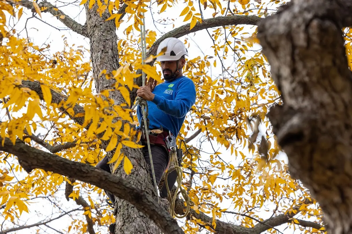Skilled Emergency Tree Service crew working in Laura