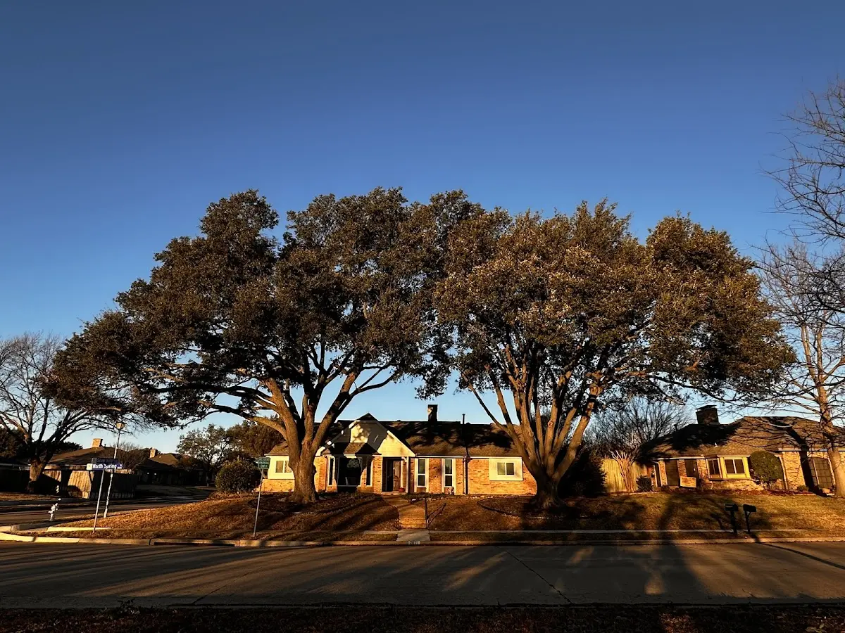 Established residential canopy tree shading a home in Laura
